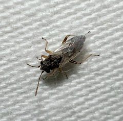Nysius raphanus by (c) Joshua Ebright, some rights reserved (CC BY), uploaded by Joshua Ebright. Used under a CC-BY license.