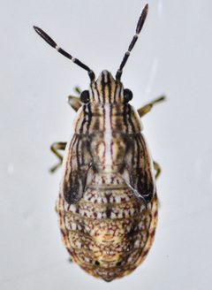 Nysius raphanus by (c) Don Loarie, some rights reserved (CC BY), uploaded by Don Loarie. Used under a CC-BY license.