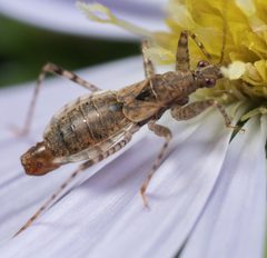 Hoplistoscelis pallescens by no rights reserved, uploaded by Jesse Rorabaugh. Used under a CC0 license.
