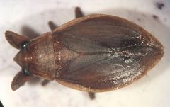 Abedus immaculatus by (c) Matthew Pintar, some rights reserved (CC BY), uploaded by Matthew Pintar. Used under a CC-BY license.