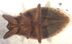 Abedus immaculatus by (c) Matthew Pintar, some rights reserved (CC BY), uploaded by Matthew Pintar. Used under a CC-BY license.