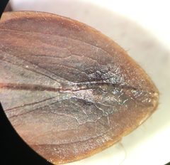 Abedus immaculatus by (c) Matthew Pintar, some rights reserved (CC BY), uploaded by Matthew Pintar. Used under a CC-BY license.