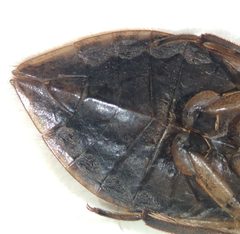 Belostoma testaceum by (c) Matthew Pintar, some rights reserved (CC BY), uploaded by Matthew Pintar. Used under a CC-BY license.