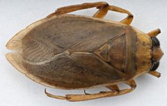 Belostoma bakeri by (c) Matthew Pintar, some rights reserved (CC BY), uploaded by Matthew Pintar. Used under a CC-BY license.