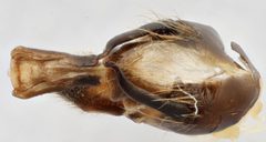 Belostoma bakeri by (c) Matthew Pintar, some rights reserved (CC BY), uploaded by Matthew Pintar. Used under a CC-BY license.