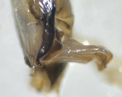 Belostoma confusum by (c) Matthew Pintar, some rights reserved (CC BY), uploaded by Matthew Pintar. Used under a CC-BY license.