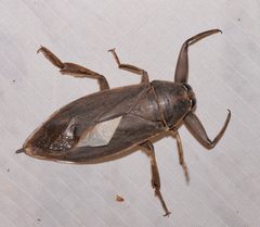 Benacus griseus by (c) Laura Gaudette, some rights reserved (CC BY), uploaded by Laura Gaudette. Used under a CC-BY license.