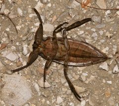 Lethocerus uhleri by (c) Laura Gaudette, some rights reserved (CC BY), uploaded by Laura Gaudette. Used under a CC-BY license.