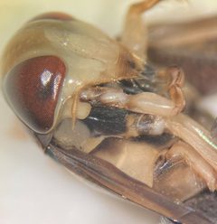 Hesperocorixa atopodonta by (c) Matthew Pintar, some rights reserved (CC BY), uploaded by Matthew Pintar. Used under a CC-BY license.