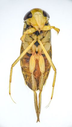 Hesperocorixa laevigata by (c) Don Loarie, some rights reserved (CC BY), uploaded by Don Loarie. Used under a CC-BY license.