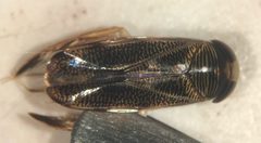 Hesperocorixa nitida by (c) Matthew Pintar, some rights reserved (CC BY), uploaded by Matthew Pintar. Used under a CC-BY license.