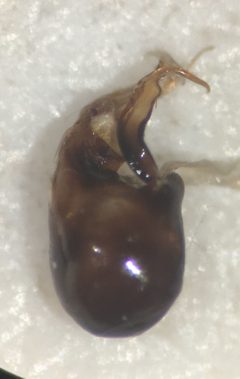Hesperocorixa nitida by (c) Matthew Pintar, some rights reserved (CC BY), uploaded by Matthew Pintar. Used under a CC-BY license.