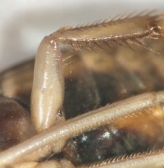 Hesperocorixa nitida by (c) Matthew Pintar, some rights reserved (CC BY), uploaded by Matthew Pintar. Used under a CC-BY license.
