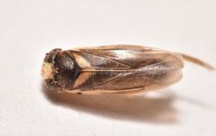 Ramphocorixa acuminata by (c) Luke Padon, some rights reserved (CC BY), uploaded by Luke Padon. Used under a CC-BY license.