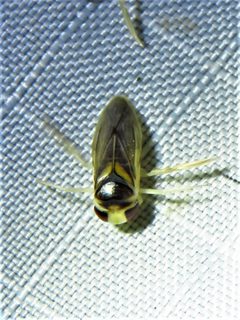 Ramphocorixa acuminata by (c) Annika Lindqvist, some rights reserved (CC BY), uploaded by Annika Lindqvist. Used under a CC-BY license.