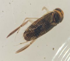 Trichocorixa sexcincta by (c) Matthew Pintar, some rights reserved (CC BY), uploaded by Matthew Pintar. Used under a CC-BY license.