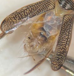 Trichocorixa sexcincta by (c) Matthew Pintar, some rights reserved (CC BY), uploaded by Matthew Pintar. Used under a CC-BY license.