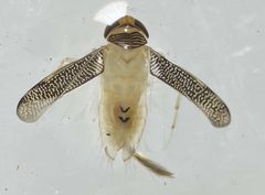 Trichocorixa sexcincta by (c) Matthew Pintar, some rights reserved (CC BY), uploaded by Matthew Pintar. Used under a CC-BY license.