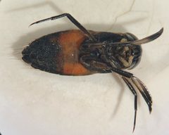 Graptocorixa abdominalis by (c) Matthew Pintar, some rights reserved (CC BY), uploaded by Matthew Pintar. Used under a CC-BY license.