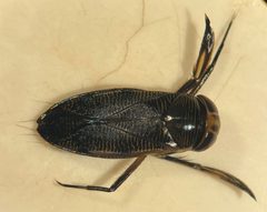 Graptocorixa abdominalis by (c) Matthew Pintar, some rights reserved (CC BY), uploaded by Matthew Pintar. Used under a CC-BY license.