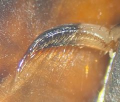 Graptocorixa abdominalis by (c) Matthew Pintar, some rights reserved (CC BY), uploaded by Matthew Pintar. Used under a CC-BY license.