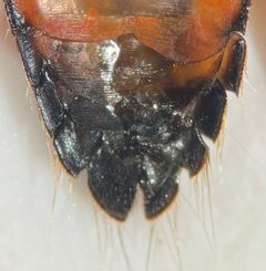 Graptocorixa abdominalis by (c) Matthew Pintar, some rights reserved (CC BY), uploaded by Matthew Pintar. Used under a CC-BY license.