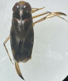 Neocorixa snowi by (c) Matthew Pintar, some rights reserved (CC BY), uploaded by Matthew Pintar. Used under a CC-BY license.