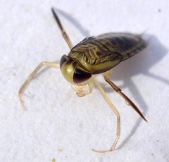 Corixidae by (c) Mick Talbot, some rights reserved (CC BY). Used under a CC-BY license.