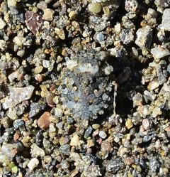 Gelastocoris by (c) Don Loarie, some rights reserved (CC BY). Used under a CC-BY license.