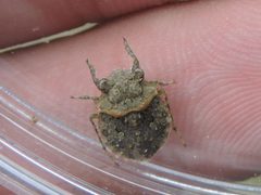 Gelastocoris by (c) Sam Kieschnick, some rights reserved (CC BY), uploaded by Sam Kieschnick. Used under a CC-BY license.