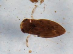 Micronectidae by (c) Wynand Uys, some rights reserved (CC BY), uploaded by Wynand Uys. Used under a CC-BY license.