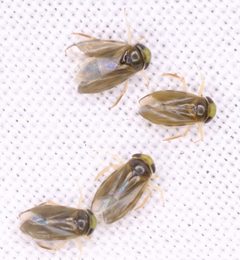 Micronectidae by (c) Peter Crowcroft, some rights reserved (CC BY), uploaded by Peter Crowcroft. Used under a CC-BY license.