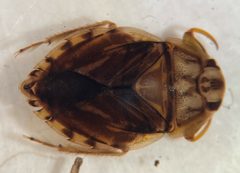 Ambrysus lunatus by (c) Matthew Pintar, some rights reserved (CC BY), uploaded by Matthew Pintar. Used under a CC-BY license.