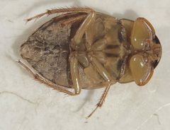 Ambrysus pulchellus by (c) Matthew Pintar, some rights reserved (CC BY), uploaded by Matthew Pintar. Used under a CC-BY license.