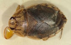 Ambrysus arizonus by (c) Matthew Pintar, some rights reserved (CC BY), uploaded by Matthew Pintar. Used under a CC-BY license.