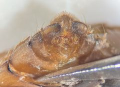 Ambrysus arizonus by (c) Matthew Pintar, some rights reserved (CC BY), uploaded by Matthew Pintar. Used under a CC-BY license.