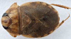 Ambrysus hybridus by (c) Matthew Pintar, some rights reserved (CC BY), uploaded by Matthew Pintar. Used under a CC-BY license.
