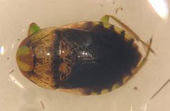 Pelocoris femoratus by (c) Matthew Pintar, some rights reserved (CC BY), uploaded by Matthew Pintar. Used under a CC-BY license.