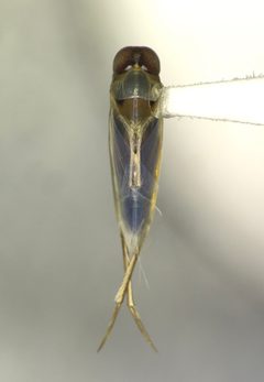 Buenoa scimitra by (c) Kyle Rossner, some rights reserved (CC BY), uploaded by Kyle Rossner. Used under a CC-BY license.