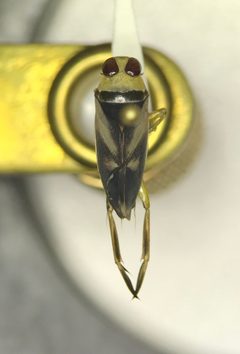 Notonecta indica by (c) Kyle Rossner, some rights reserved (CC BY), uploaded by Kyle Rossner. Used under a CC-BY license.