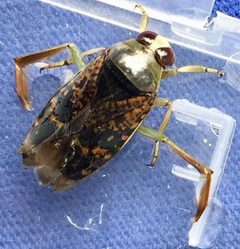 Notonecta irrorata by no rights reserved, uploaded by Ken Kneidel. Used under a CC0 license.