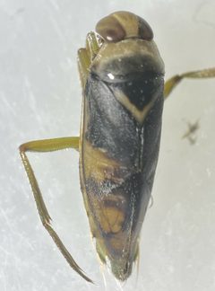 Notonecta spinosa by (c) Matthew Pintar, some rights reserved (CC BY), uploaded by Matthew Pintar. Used under a CC-BY license.