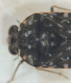 Ochterus perbosci by (c) Matthew Pintar, some rights reserved (CC BY), uploaded by Matthew Pintar. Used under a CC-BY license.