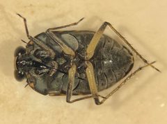 Ochterus perbosci by (c) Matthew Pintar, some rights reserved (CC BY), uploaded by Matthew Pintar. Used under a CC-BY license.