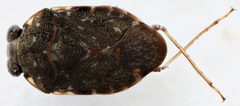 Ochterus perbosci by (c) Matthew Pintar, some rights reserved (CC BY), uploaded by Matthew Pintar. Used under a CC-BY license.