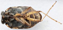 Ochterus perbosci by (c) Matthew Pintar, some rights reserved (CC BY), uploaded by Matthew Pintar. Used under a CC-BY license.
