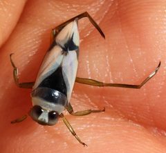 Notonecta undulata by (c) Catherine C. Galley, some rights reserved (CC BY), uploaded by Catherine C. Galley. Used under a CC-BY license.