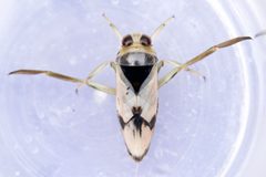 Notonecta undulata by (c) Owen Strickland, some rights reserved (CC BY), uploaded by Owen Strickland. Used under a CC-BY license.