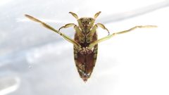 Notonecta undulata by (c) Dan MacNeal, some rights reserved (CC BY), uploaded by Dan MacNeal. Used under a CC-BY license.