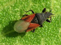 Oxycarenus lavaterae by (c) Katja Schulz, some rights reserved (CC BY). Used under a CC-BY license.